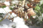 雪の間からセリバオウレン.jpg