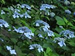 7月赤城自然園2.jpg