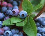 blueberry.jpg
