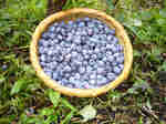 blueberry1.jpg