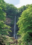 funao-sakura2.jpg