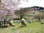 greenbokujyou-sakura1.jpg