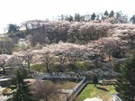 greenbokujyou-sakura2.jpg