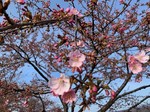 kawazuzakura2.jpg