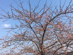 kawazuzakura2.jpg