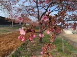 kawazuzakura3.jpg