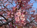 kawazuzakura5.jpg