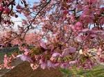 kawazuzakura6.jpg