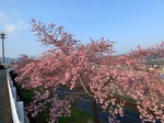 kawazuzakura8.jpg
