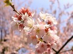 sakura-hanabira.jpg