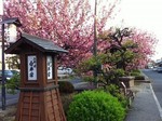 siroi-sakura1.jpg