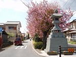 siroi-sakura2.jpg