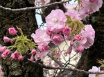 siroijyukuyaezakura9.jpg