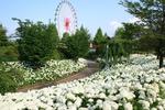 skylandpark_anaberu.jpg