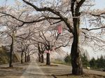 sougoukouen-sakura1.jpg
