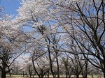 soumagahara-sakura2.jpg