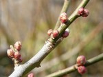 ume1.jpg